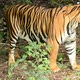 bengal tiger in a forest atmosphere - VideoHive Item for Sale
