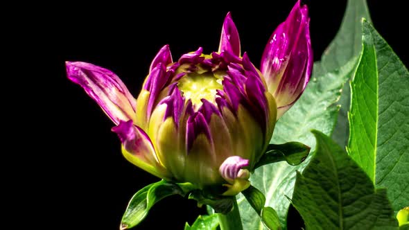 Pink White Dahlia Flower Opens and Wilts in Time Lapse on a Black Background. The Plant has Faded