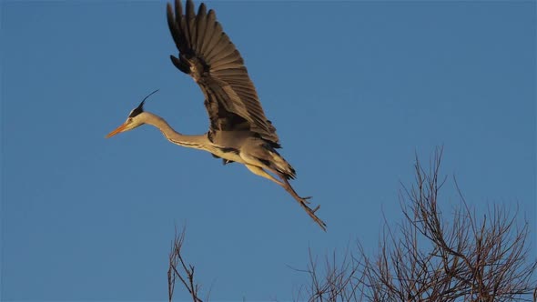 Grey heron, Ardea cinerea, Camargue, France