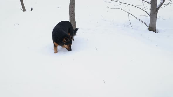 A dog in the snowing forest.