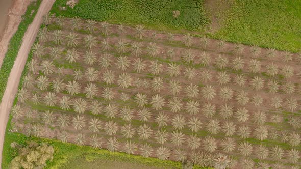 Top View of Date Palms and Kibbutz Fields