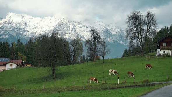 Cow Grazing in the Alps