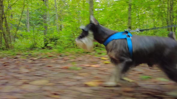 Playful miniature schnauzer running in the forest