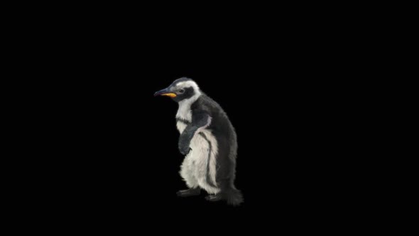 Penguin Dancing HD