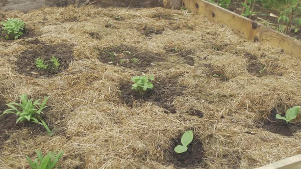 Various vegetable seedlings transplanted in raised garden bed