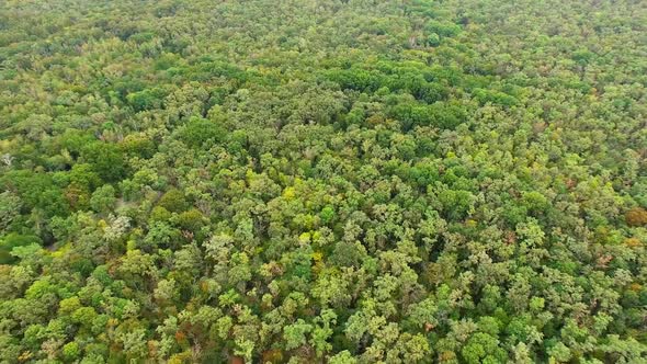 Green And Yellow Forest