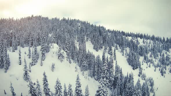 Fast Drone Flight Above Snowy Forest Hills In Pacific Northwest