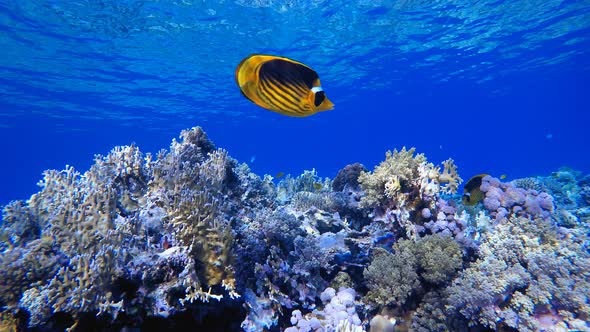 Underwater Fish Blue Sea Water