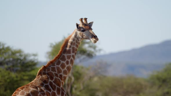 Giraffe (Giraffa Camelopardalis) in Kruger National Park South Africa