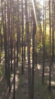 Vertical Video Autumn Forest with Trees By Day