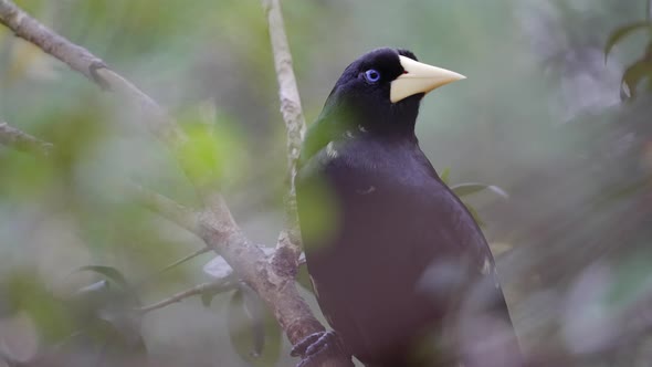 Close up pf Crested Oropendola or Psarocolius decumanus perched in tree