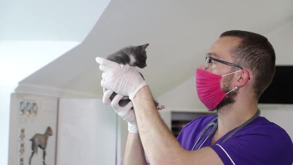 Handsome Veterinarian Working with a Little Kitten