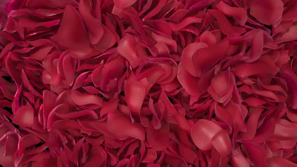 Rose Petals Transition 01 HD