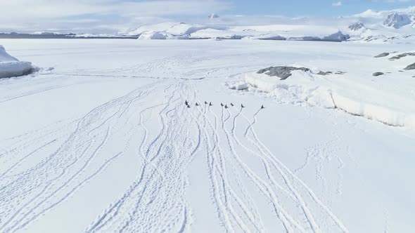 Aerial Flight Over Running Penguins. Antarctica.