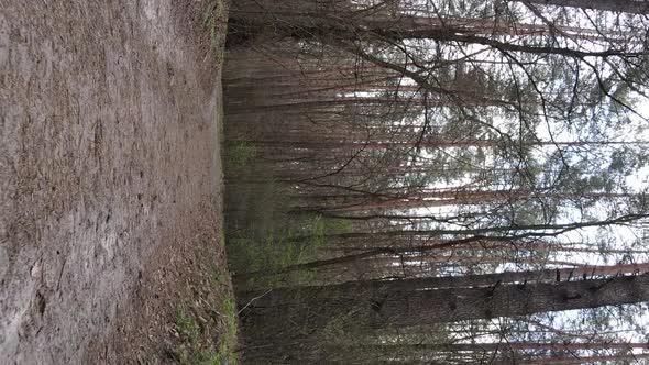 Vertical Video of a Road in the Forest Slow Motion