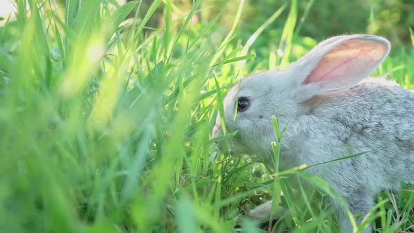 Cute Adorable Fluffy Gray Rabbit Grazing on Lawn of Green Young Grass Backyard