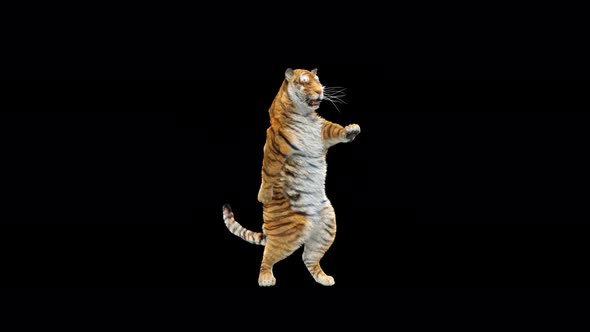 Tiger Dancing 4K