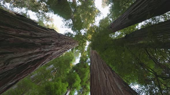 Redwood National Park United States