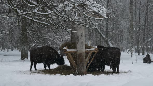 Bison Near the Feeder in the Forest
