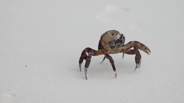 Crab Walking on White Sand Beach