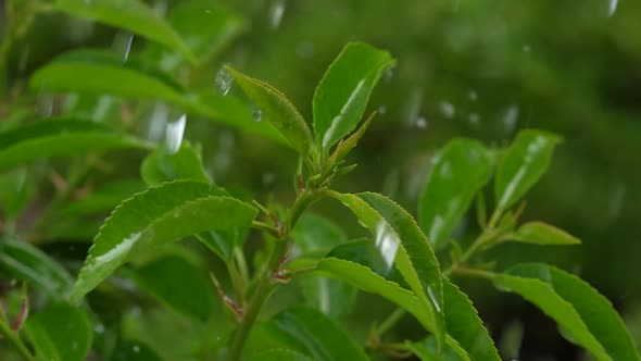 Green Plants in the Rain 15