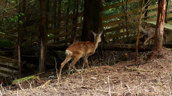 Wild roe deer walk through the forest. Like a roe deer, a beautiful wild animal lives in the forest