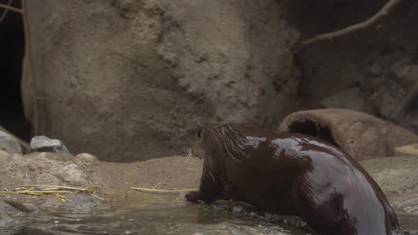 otter exits water and runs into cave slomo