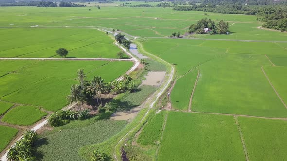 Aerial view green paddy field