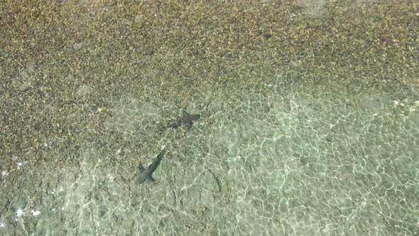 Reef Sharks in Shallow Ocean Water