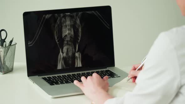 Doctor Veterinarian Examining Bird Skeleton Roentgen on Laptop Monitor