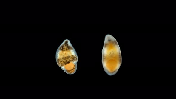 A Flatworm From the Order Proseriata Under a Microscope. Phylum Platyhelminthes