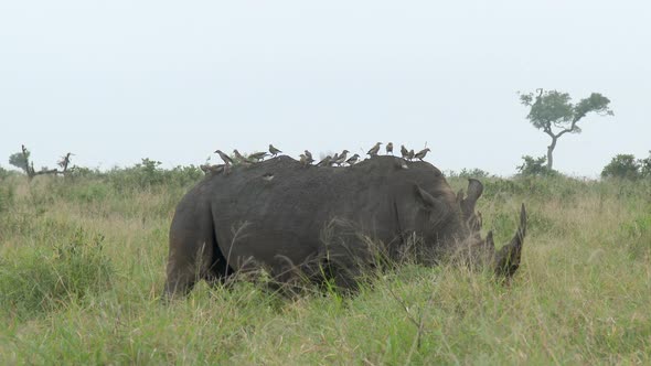 White Rhinoceros (Ceratotherium simum)  male grazing with a group of Wattled starlings on his back