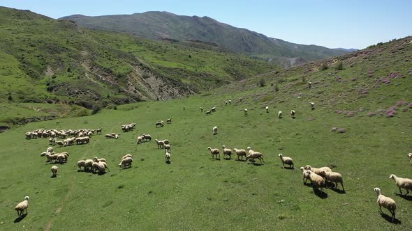 Sheep Grazing In The Meadow 2