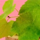 green grapes with leaves on green podiums on a pink background. - VideoHive Item for Sale