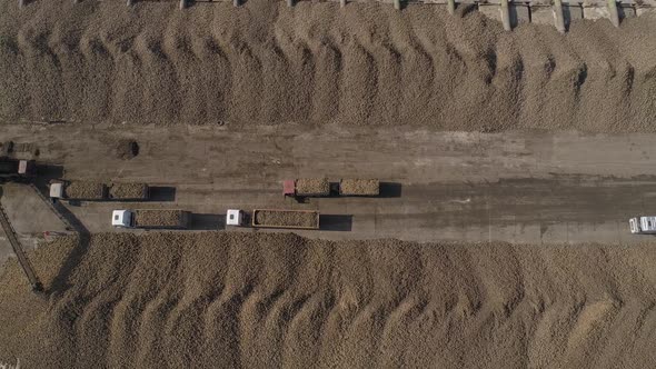 The Process of Unloading Sugar Beets