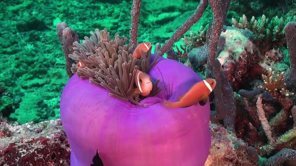 Two pink skunk anemonefish (Amphiprion perideraion) in close purple sea anemone on coral reef