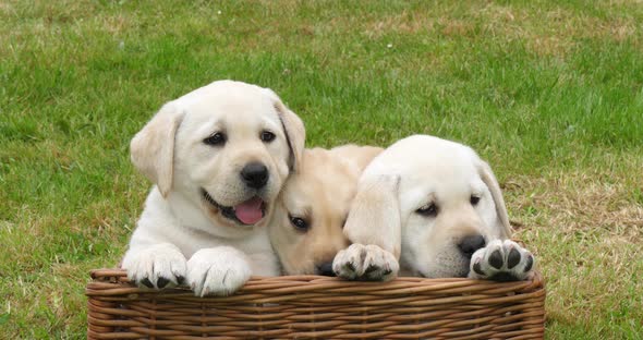 Yellow Labrador Retriever, Puppies Playing in a Basket, Normandy in France, Slow Motion 4K