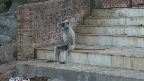 Ape sitting in human resembling position on stairs in Jodhpur.