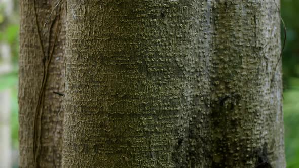 Bulging Tree Bark Texture with Light and Dark side