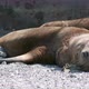 South American sea lions - VideoHive Item for Sale