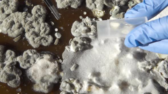 A Laboratory Technician Collects Mold Samples with Tweezers Into a Test Tube to Conduct an