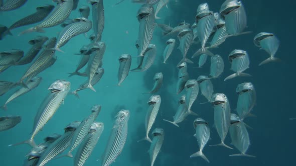 Large School of Mackerel Fish Swims Blue Water with Open Mouth Ram Feeding on Macroplanton Under