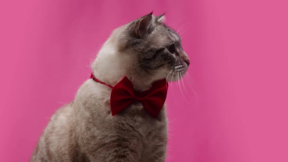 Cat on Pink Background Closeup Scottish Fold Licking Glass