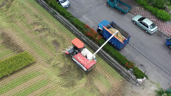 Aerial drone footage Cultivated rice paddy field, farmer harvesting the crops with multifunctional p