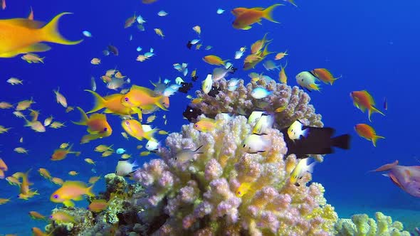 Tropical Colorful Underwater Seascape