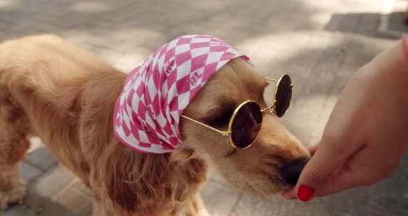 The Pretty English Cocker Spaniel Poses Nicely with Sunglesses on the Street