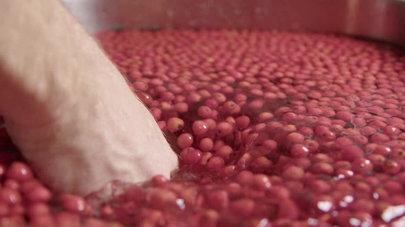 SLOW MOTION ZOOM IN, a hand mixes rowanberries in water to wash them