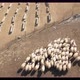 flock of sheep at plateau aerial view - VideoHive Item for Sale
