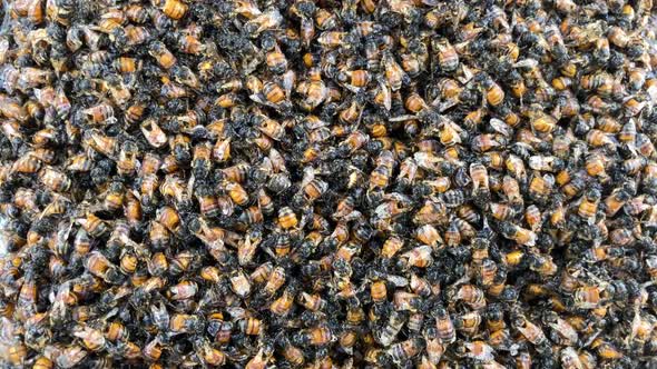 Sudden change in temperature most likely caused this giant swarm of bees to die.  Very sad.  Climate