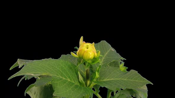 Time-lapse of opening pink yellow dahlia (Georgine) flower with ALPHA channel